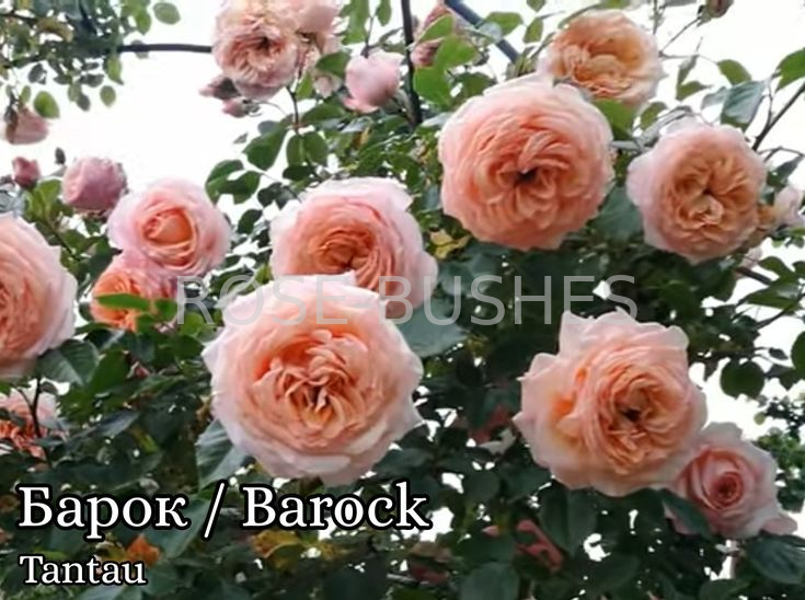 �����. Barock. (����.) 